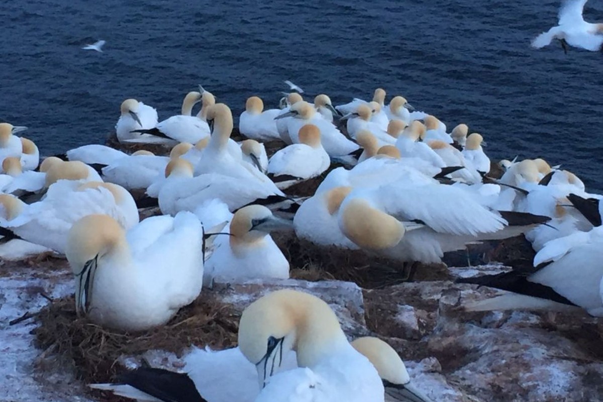 Helgoland